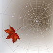 Vector: Spider web autumn background Spider web autumn background