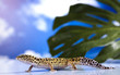 Foto: The gecko The gecko