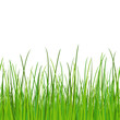 Vektor: green grass - seamless vector green grass - seamless vector