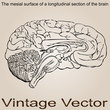 Vector vintage anatomy sketch drawing Vector vintage anatomy sketch drawing