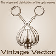 Vector vintage anatomy sketch drawing