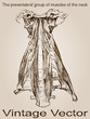 Vector vintage anatomy sketch drawing