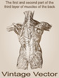 Vector vintage anatomy sketch drawing