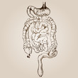 High resolution vintage anatomy sketch drawing