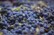 Vin, vendange, raisin, vigne, viticulture, grappes, Bordeaux