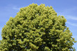 Closeup to the foliage of a tilia tree on blue sky background