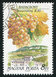 grape and farm