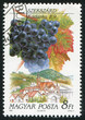 grape and farm