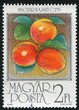 Apricots
