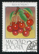 Sour cherries