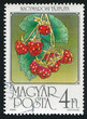 Raspberries