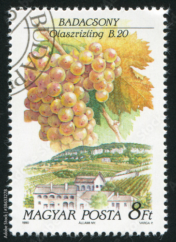 Photo: grape and farm grape and farm