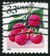 raspberries