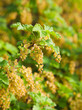 wild currant flower clusters wild currant flower clusters