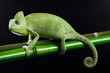 Chameleon