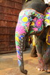 Elephant. India, Jaipur, state of Rajasthan.