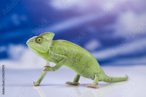Photo: Chameleon on the blue sky Chameleon on the blue sky