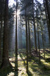 Foto: wald im gegenlicht in den bayrischen alpen wald im gegenlicht in den bayrischen alpen