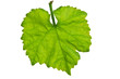 Close up of vine leaf - isolated on a white background