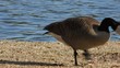 Goose Eating Bread By Water Goose Eating Bread By Water
