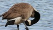 Flowing Water Goose Self Grooming