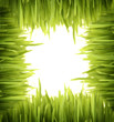 bright grass 2