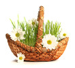 white flowers