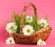 on pink background