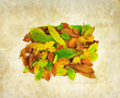 autumn leaves print