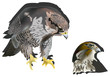 hawk on white background