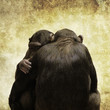 chimps hugging