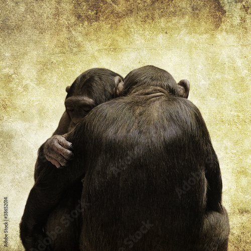 Photo: chimps hugging chimps hugging