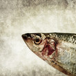 fish head print
