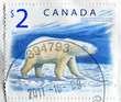 polar bear