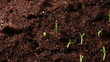 Video: Growing seed of marigold timelapse Growing seed of marigold timelapse