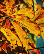 old autumn leaf photo
