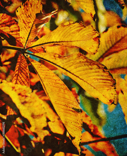 Photo: old autumn leaf photo old autumn leaf photo