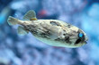 poisson porc epic en aquarium