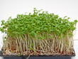 Gartenkresse
