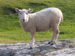 Sheep in Irish countryside