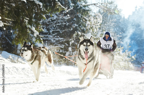 Photo: Winter Sled dog racing musher and Siberian husky Winter Sled dog racing musher and Siberian husky