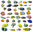 groupe de poissons tropicaux