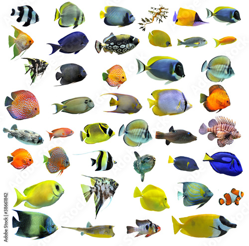 Photo: groupe de poissons tropicaux groupe de poissons tropicaux