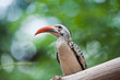 Yellowbilled Hornbill