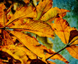 autumn photo print