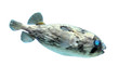 poisson porc epic