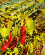 retro chili photo