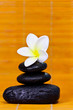 frangipani and black stones