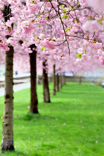Photo: Sakura Sakura