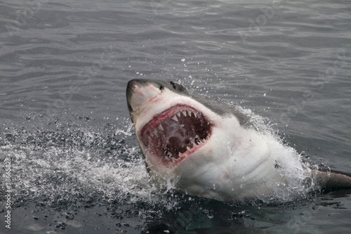 Photo: Attack great white shark Attack great white shark